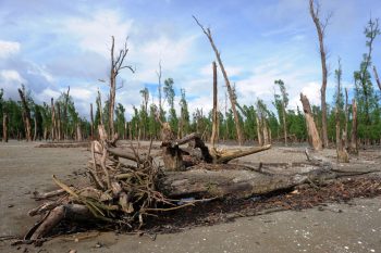 PayBito Reports: The Devastating Impact of Climate Change in the Vanishing Deltas of Sundarbans