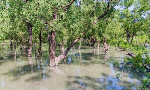 Saltwater intrusion in Sundarbans